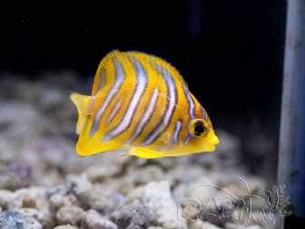 Pygoplites diacanthus breeding Bali aquarich WYSIWYG 1 (2.5-3.5 cm)