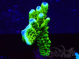WYSIWYG - CB Incredible Hulk Montipora