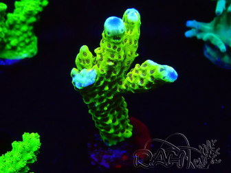 WYSIWYG - CB Incredible Hulk Montipora 5L7