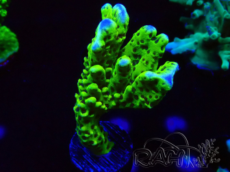 WYSIWYG - CB Incredible Hulk Montipora 5L9