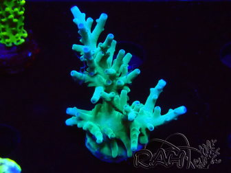 WYSIWYG ORA Acropora turaki Hawkins