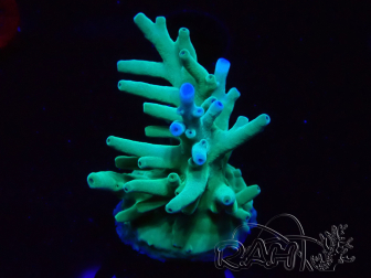 WYSIWYG ORA Acropora turaki Hawkins