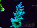 WYSIWYG ORA Acropora turaki Hawkins 5U3
