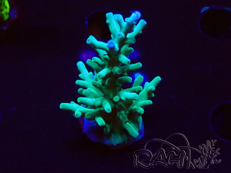 WYSIWYG ORA Acropora turaki Hawkins