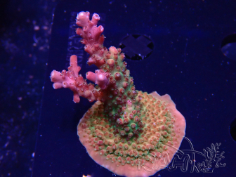 WYSIWYG- RAH Acropora Prinzessin