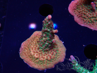 WYSIWYG- RAH Acropora Princesa