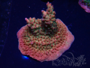 WYSIWYG- RAH Acropora Princess 5A3