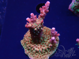 WYSIWYG- RAH Acropora Princess 5A4