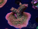 WYSIWYG- RAH Acropora Princess