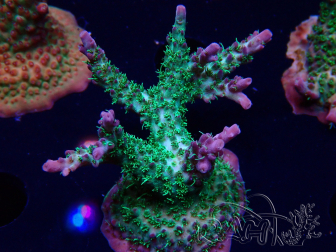 WYSIWYG- RAH Acropora Purple Haze
