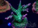 WYSIWYG- RAH Acropora Purple Haze