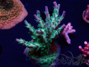 WYSIWYG- RAH Acropora Purple Haze
