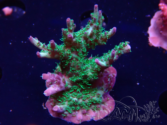 WYSIWYG- RAH Acropora Purple Haze