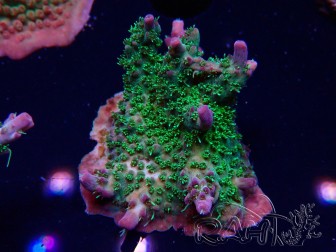 WYSIWYG- RAH Acropora Purple Haze 5B5