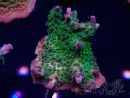 WYSIWYG- RAH Acropora Purple Haze