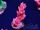 WYSIWYG RAH Acropora ballerina 5C6
