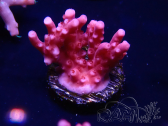 WYSIWYG RAH Acropora ballerina 5C7