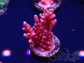 WYSIWYG RAH Acropora ballerina 5C8
