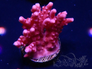 WYSIWYG RAH Acropora ballerina