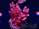 WYSIWYG RAH Acropora ballerina