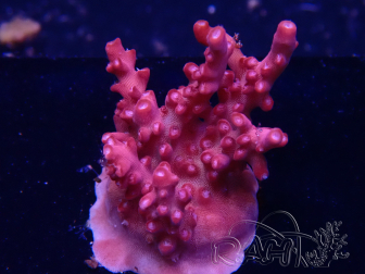 WYSIWYG RAH Acropora Ghost Town 5D1