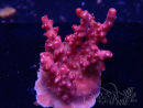 WYSIWYG Acropora millepora Rosa