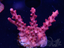 WYSIWYG RAH Acropora Ghost Town 5D2
