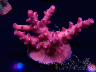 WYSIWYG Acropora sp Ultra