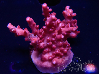 WYSIWYG Acropora sp Ultra