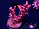 WYSIWYG Acropora sp Ultra