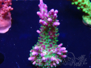 WYSIWYG RAH Acropora Blue Lagoon