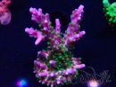 WYSIWYG RAH Acropora Blue Lagoon 5E2