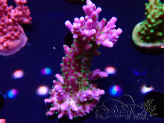 WYSIWYG RAH Acropora Blue Lagoon 5E4