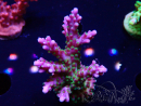 WYSIWYG RAH Acropora Blue Lagoon