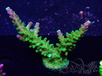WYSIWYG RAH Acropora latistella Popsicle 5H6
