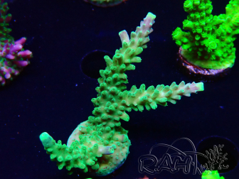 WYSIWYG RAH Acropora Joker 5H7