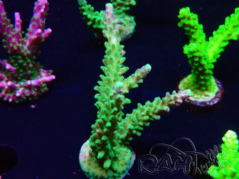 WYSIWYG RAH Acropora Joker 5H8