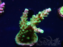 WYSIWYG RAH Acropora Joker