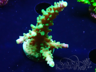 WYSIWYG RAH Acropora Joker 5H10