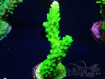 WYSIWYG Acropora yongei Geen Slimer 5J8
