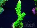 WYSIWYG Acropora yongei Geen Slimer 5J8