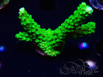WYSIWYG Acropora yongei Geen Slimer