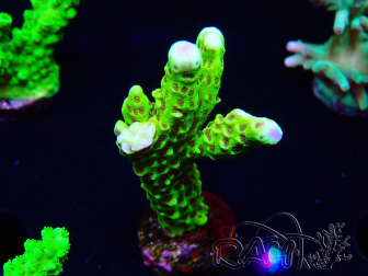 WYSIWYG - CB Incredible Hulk Montipora