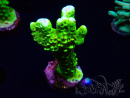 WYSIWYG - CB Incredible Hulk Montipora 5L8