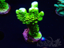 WYSIWYG - CB Incredible Hulk Montipora