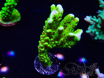 WYSIWYG - CB Incredible Hulk Montipora