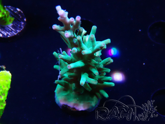 WYSIWYG ORA  Acropora turaki Hawkins