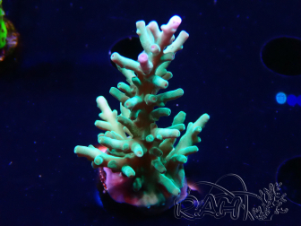 WYSIWYG ORA Acropora turaki Hawkins 5U5