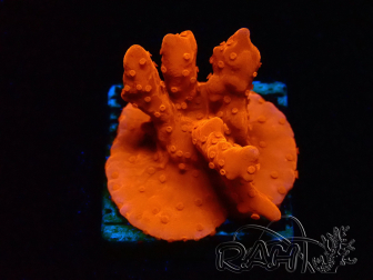 WYSIWYG Montipora Setosa 11A5