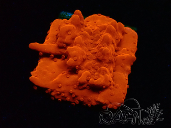 WYSIWYG Montipora Setosa